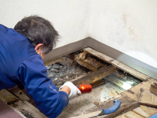 Best Emergency Mold Removal  in Beach, ND