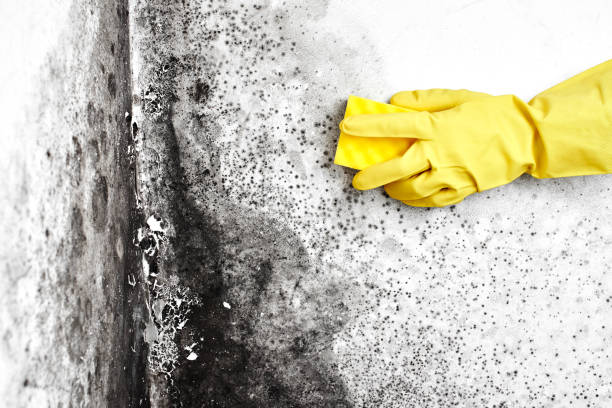 Best Certified Mold Removal  in Beach, ND