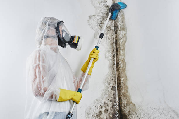 Attic Mold Removal in Beach, ND