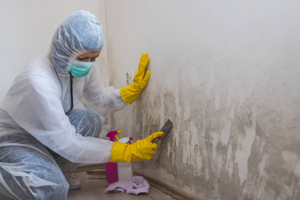 Best Mold Damage Repair  in Beach, ND