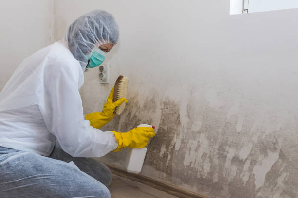Best Residential Mold Removal  in Beach, ND