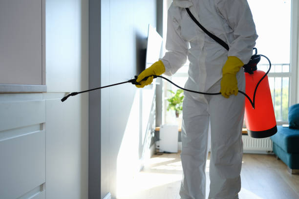 Best Mold Remediation  in Beach, ND