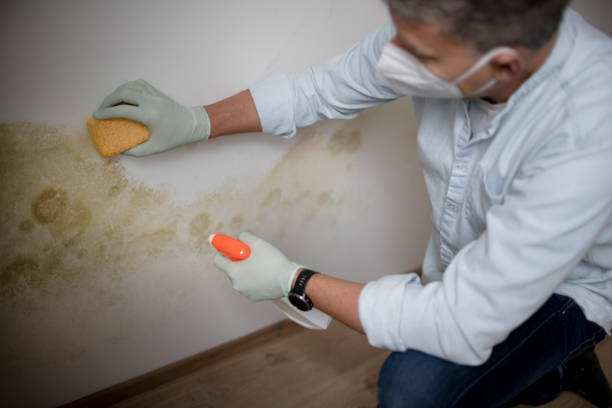 Best Crawl Space Mold Removal  in Beach, ND
