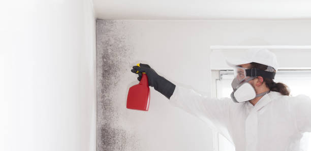 Best Mold Cleaning Services  in Beach, ND
