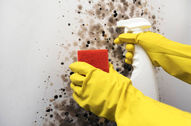 Best Toxic Mold Removal  in Beach, ND