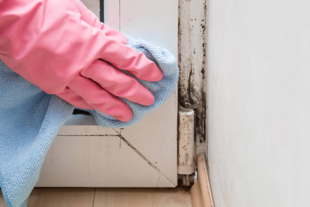 Office Mold Removal Services in Beach, ND