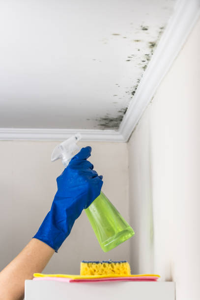 Best Mold Testing  in Beach, ND