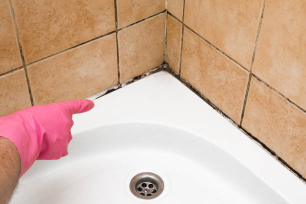 Best Office Mold Removal Services  in Beach, ND