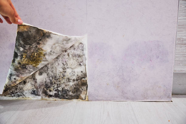 Best Commercial Mold Removal  in Beach, ND